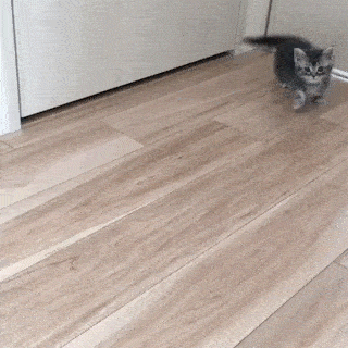 がるちゃん猫カフェ76号店開店しました♪(初めての方も大歓迎♪)
