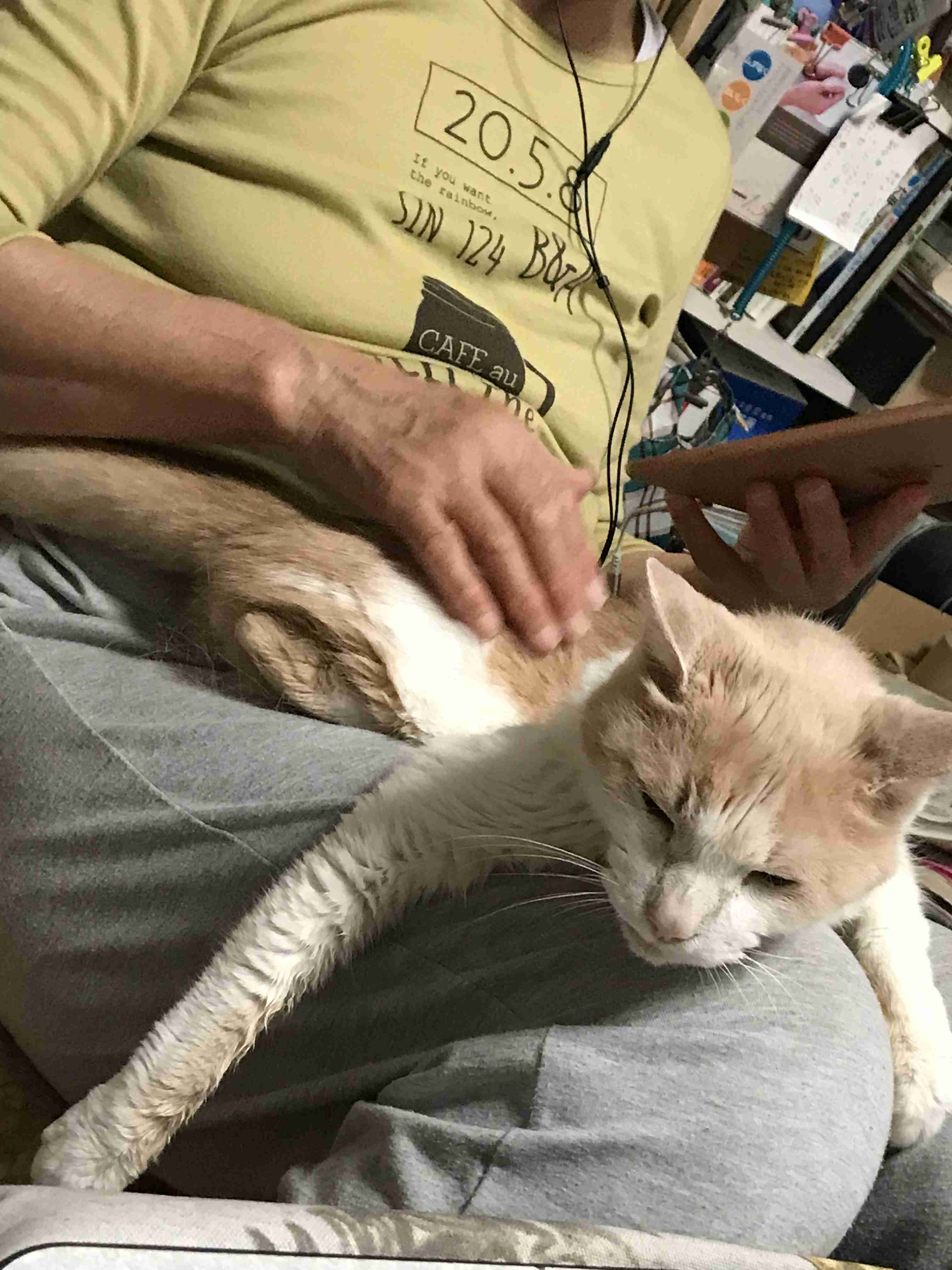 がるちゃん猫カフェ76号店開店しました♪(初めての方も大歓迎♪)