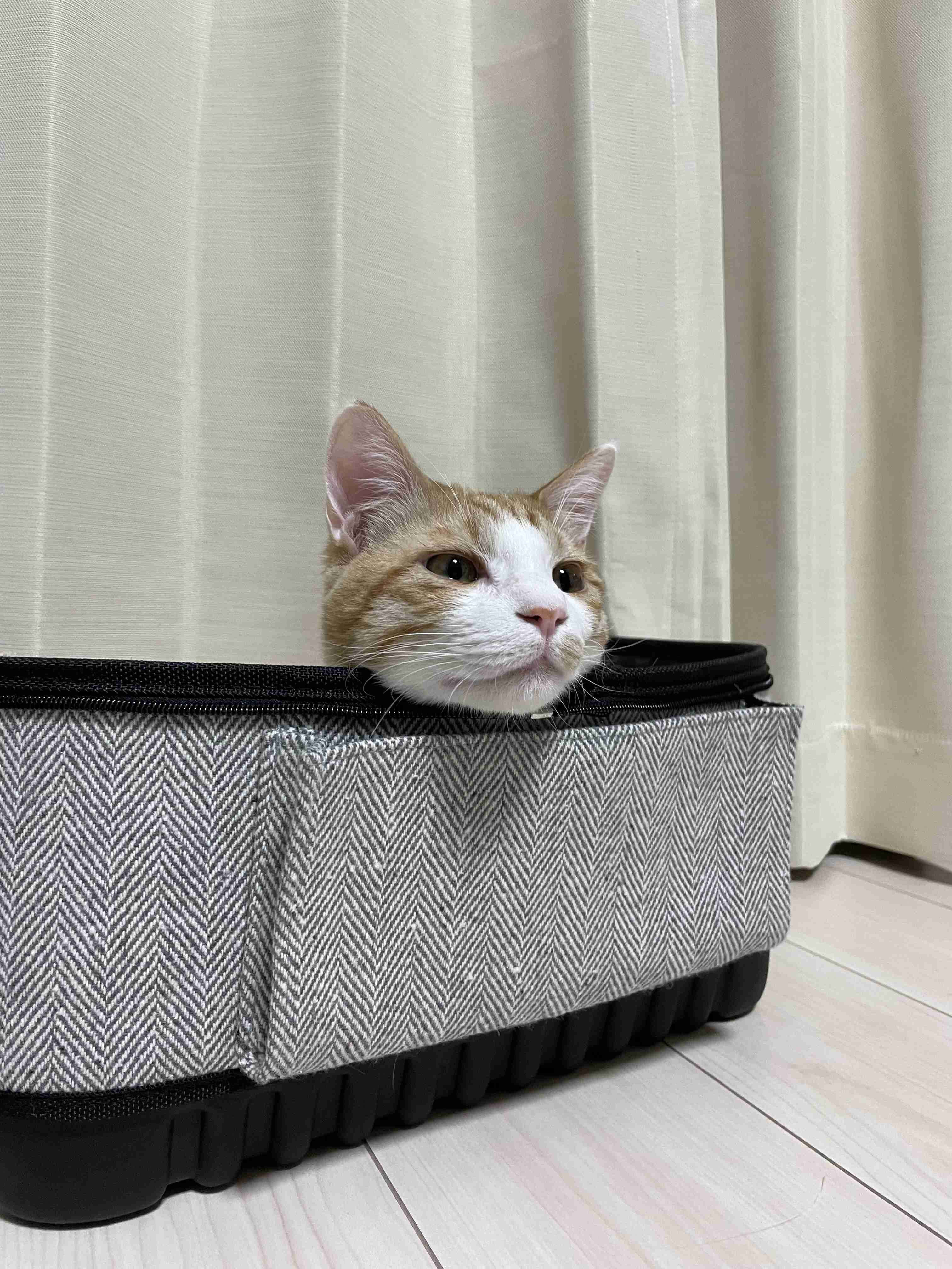 がるちゃん猫カフェ76号店開店しました♪(初めての方も大歓迎♪)