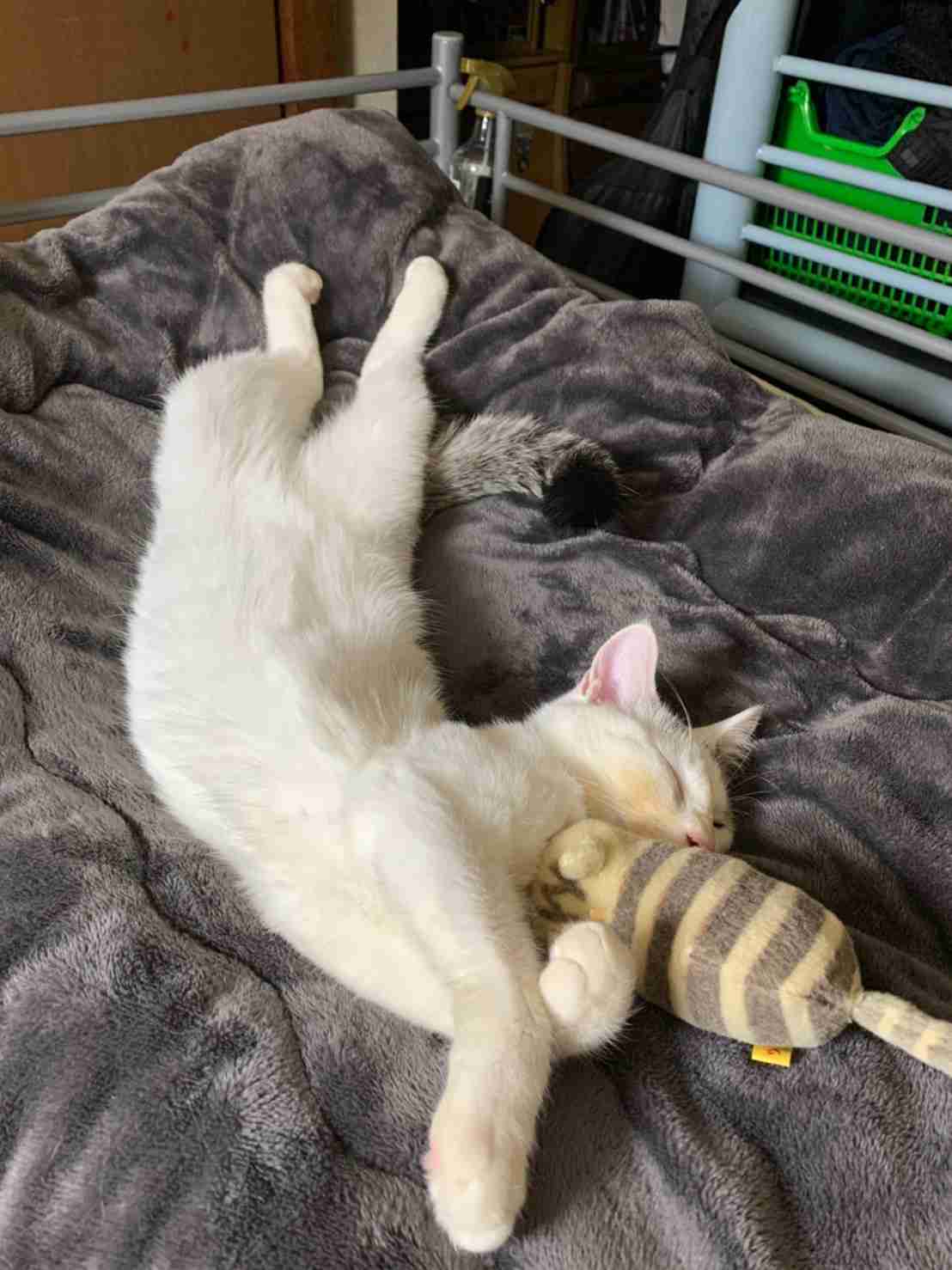 がるちゃん猫カフェ76号店開店しました♪(初めての方も大歓迎♪)