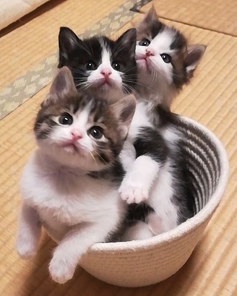 がるちゃん猫カフェ76号店開店しました♪(初めての方も大歓迎♪)