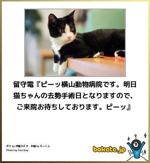 がるちゃん猫カフェ76号店開店しました♪(初めての方も大歓迎♪)
