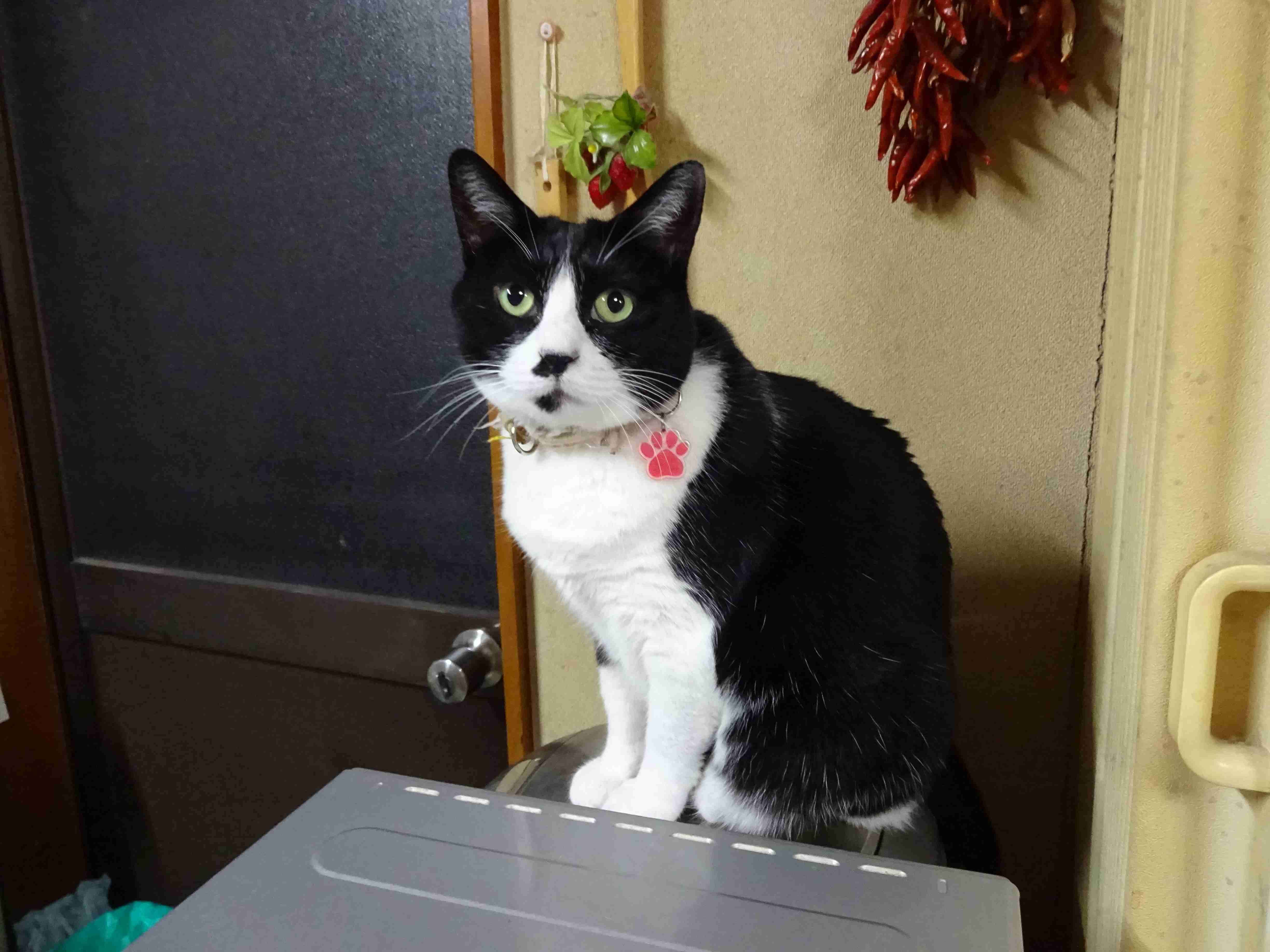 がるちゃん猫カフェ76号店開店しました♪(初めての方も大歓迎♪)