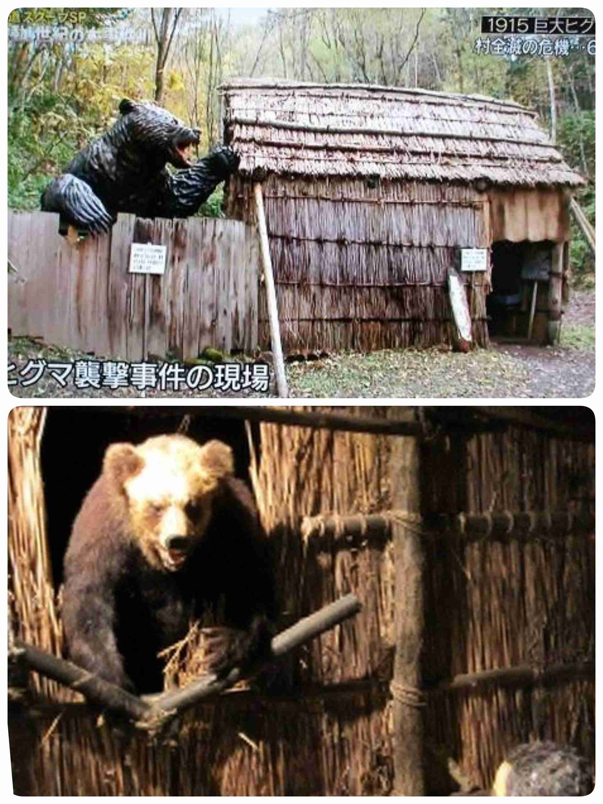 北海道にまたも巨大ヒグマが…犬喰い「RT」の驚くべき生態