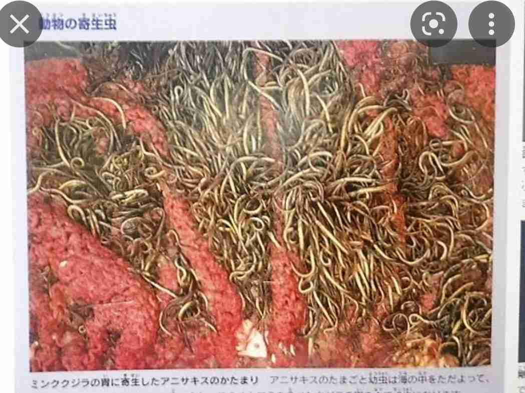 【独自】「アニサキス」急増なぜ? 食中毒相次ぐ…クジラ数要因か “殺虫装置”開発も