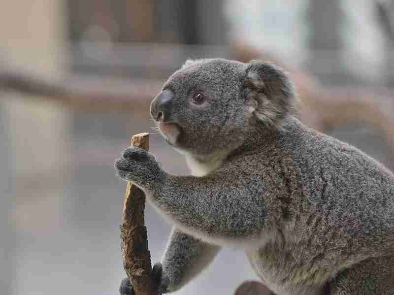 ヒゲダン　スパイファミリーOP主題歌は「トップレベルに難しい」と明かす　歌詞作りの背景も説明