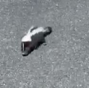 赤ちゃんスカンクを保護した保安官代理 「可愛すぎてどうしたらいいか分からない!」と悶絶(米)