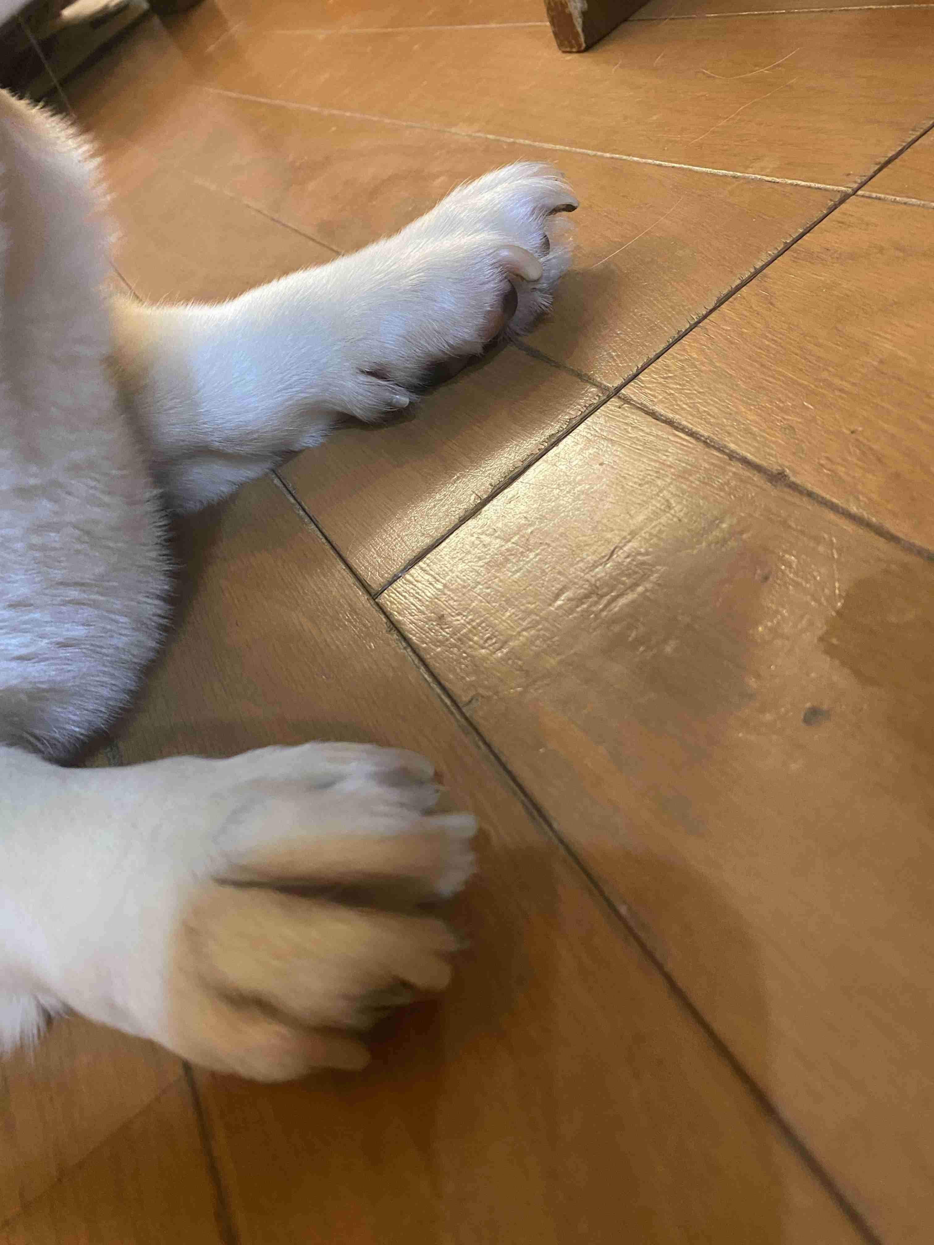ペットのお手手があつまるトピ