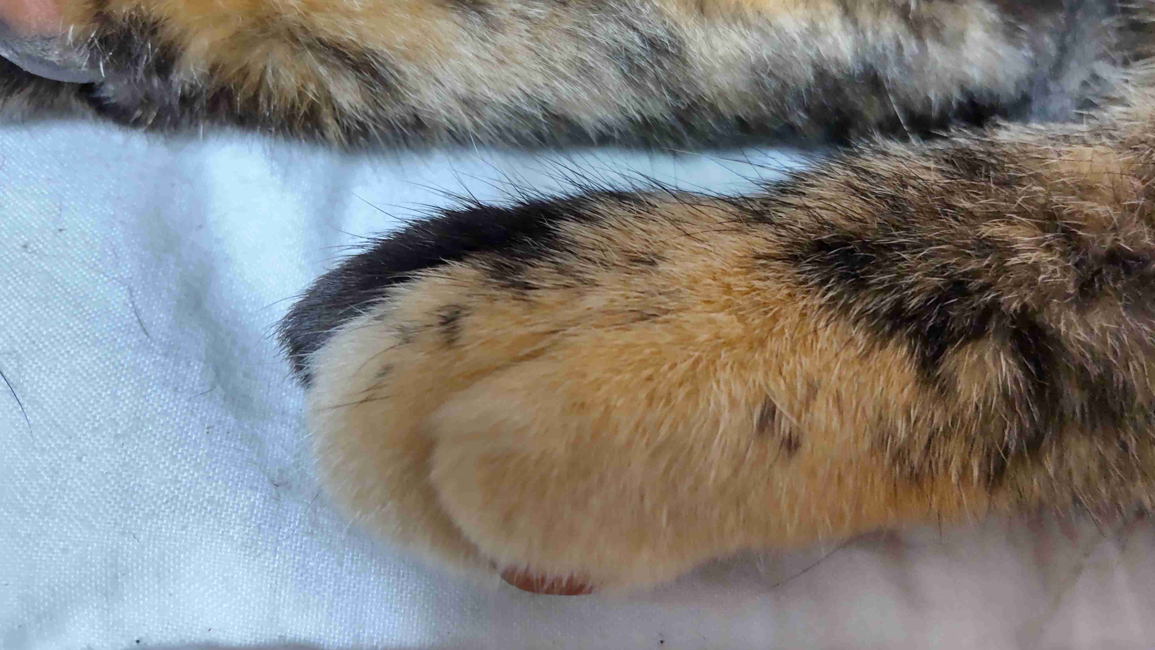 ペットのお手手があつまるトピ