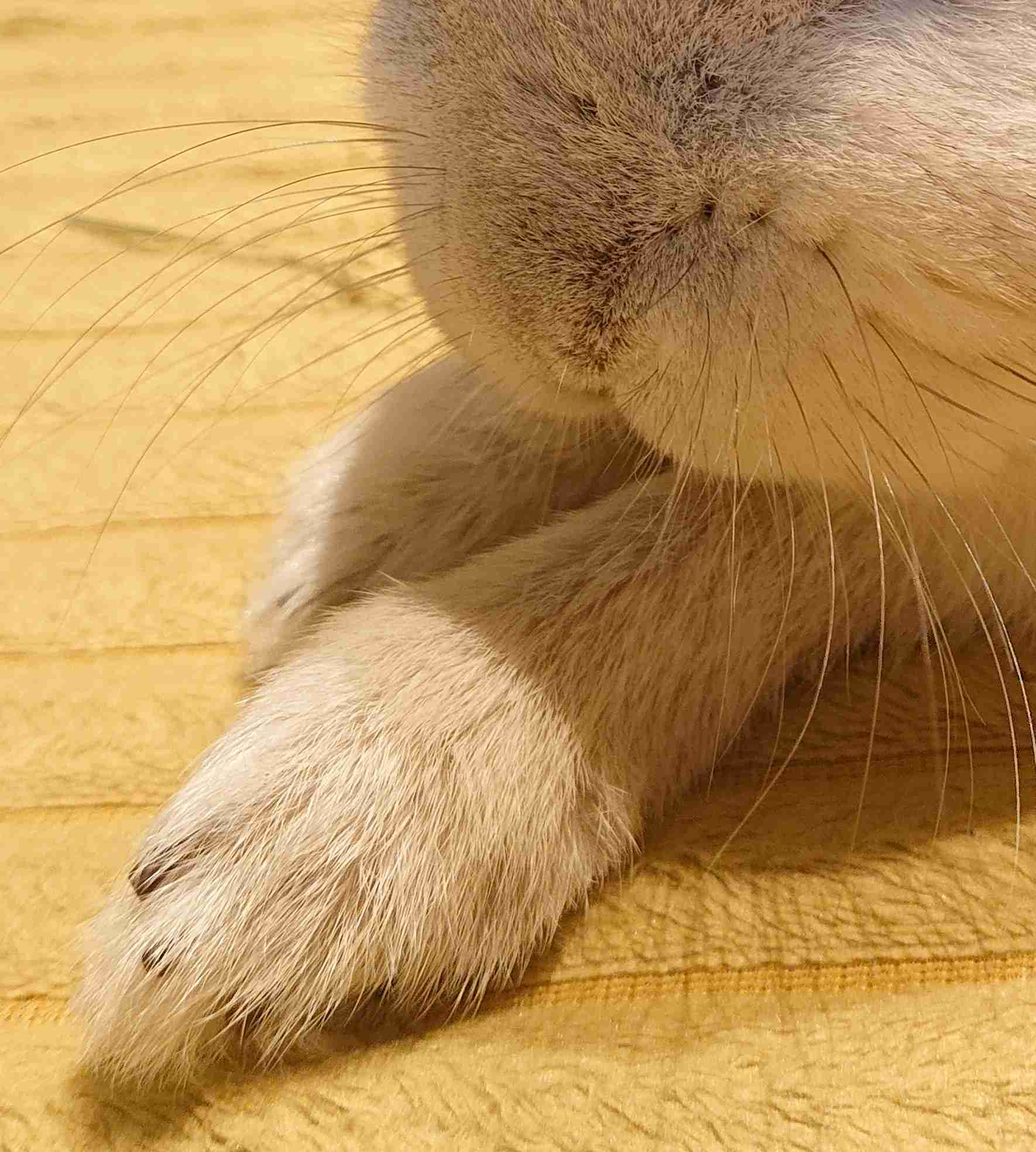 ペットのお手手があつまるトピ