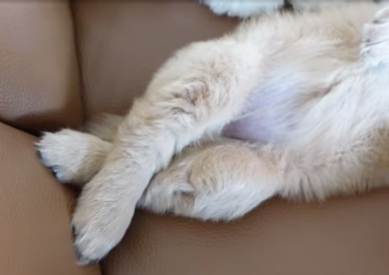 ペットのお手手があつまるトピ