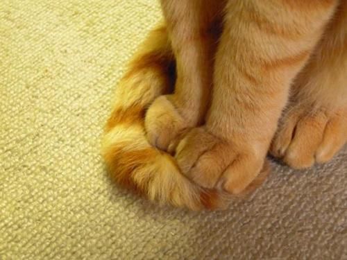 ペットのお手手があつまるトピ