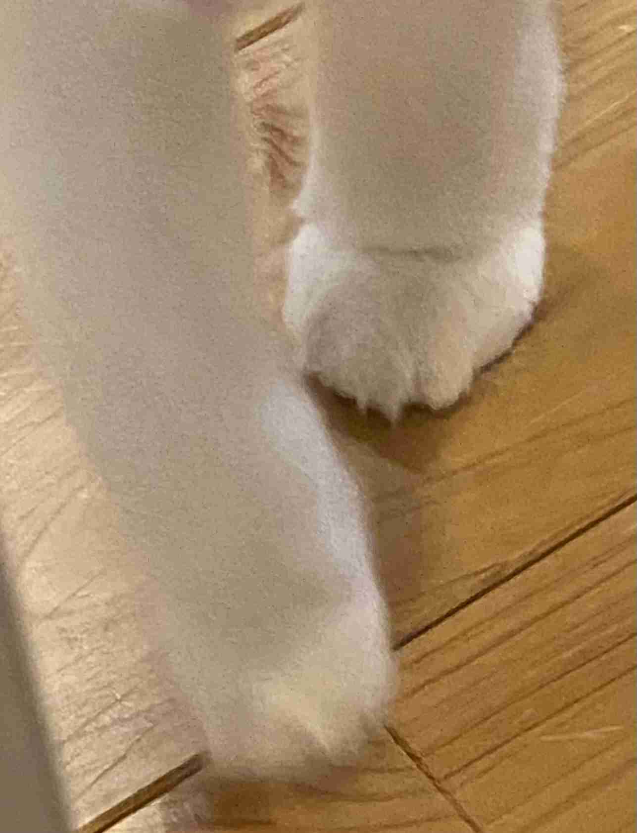ペットのお手手があつまるトピ
