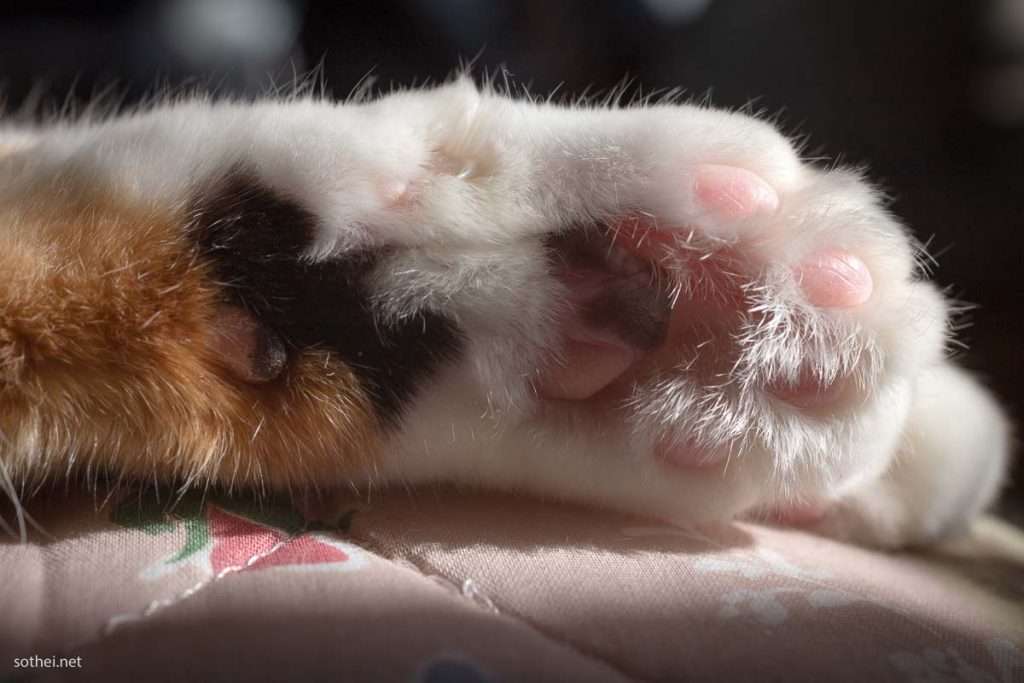 ペットのお手手があつまるトピ