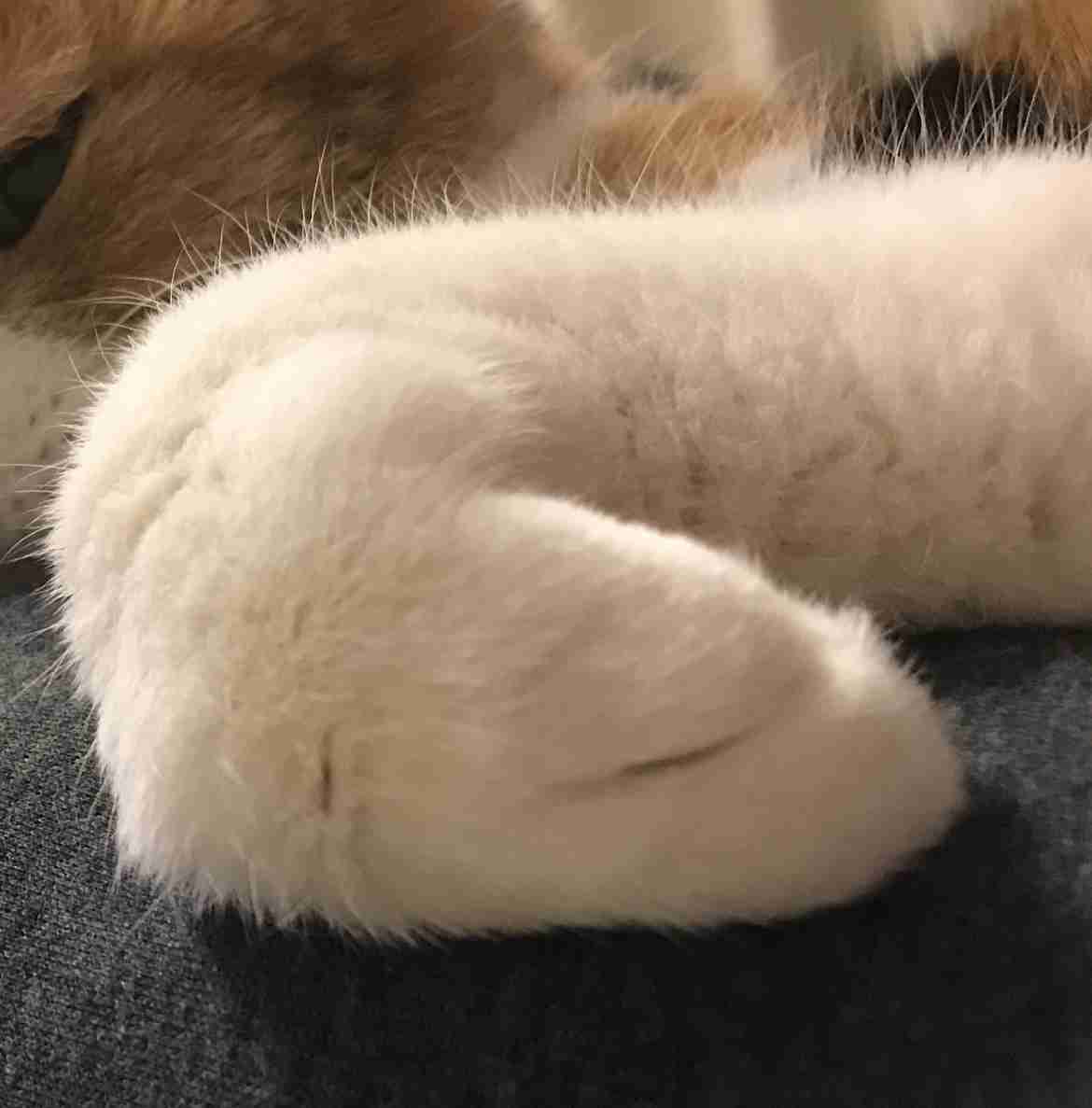 ペットのお手手があつまるトピ
