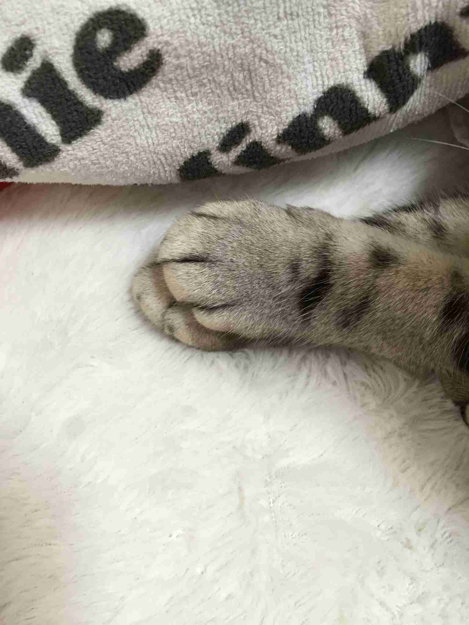 ペットのお手手があつまるトピ