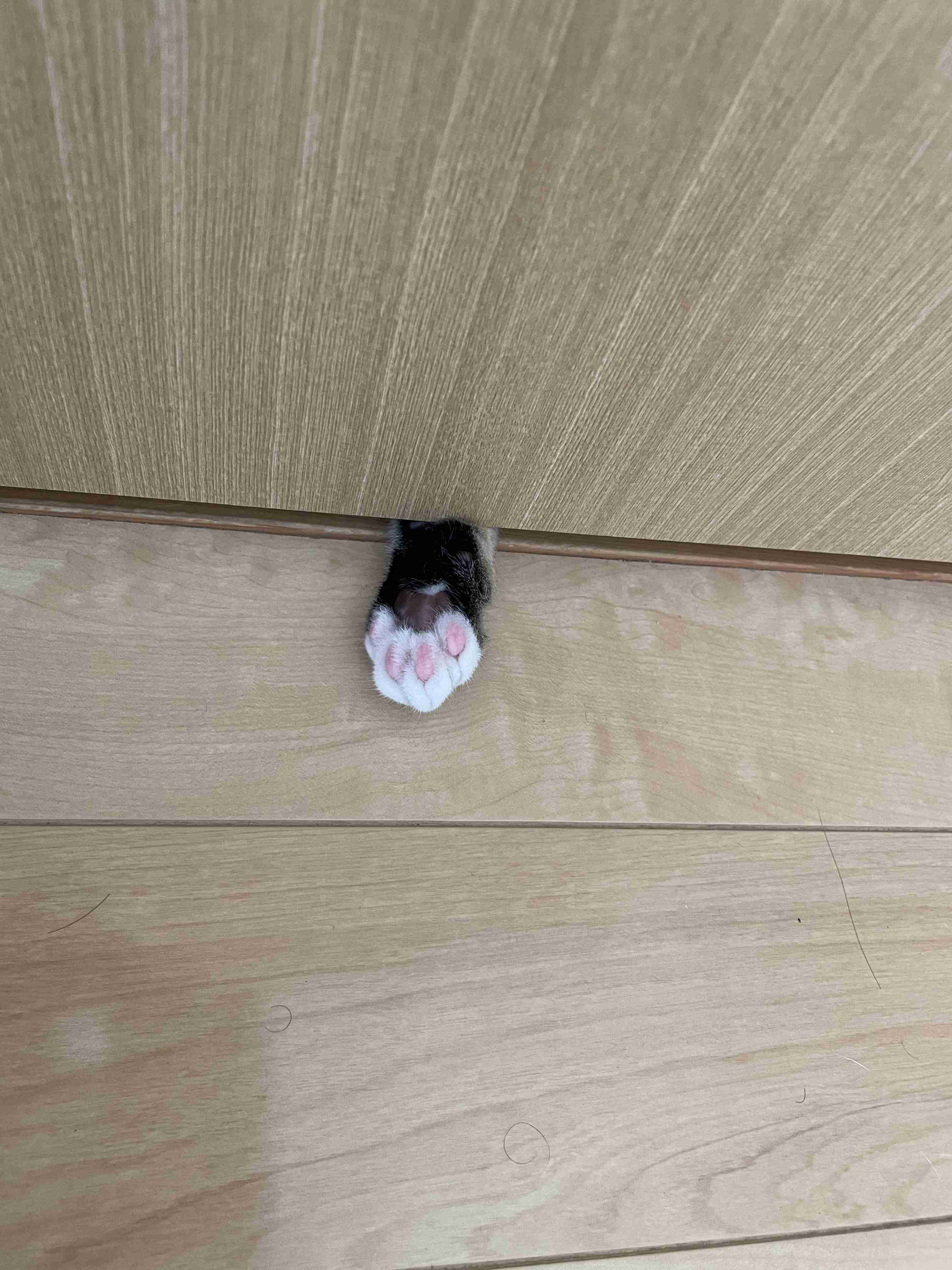 ペットのお手手があつまるトピ