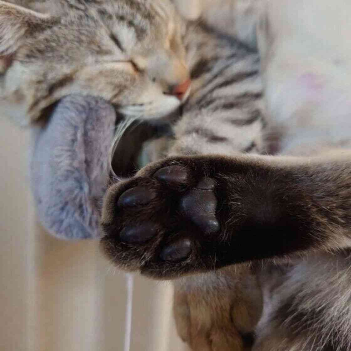 ペットのお手手があつまるトピ