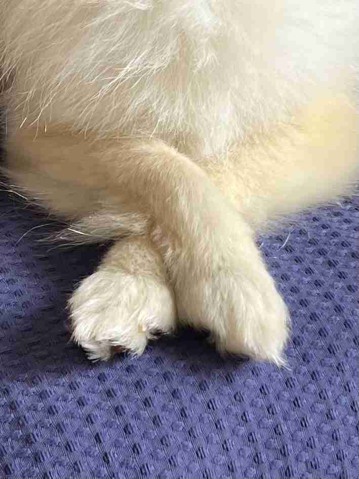 ペットのお手手があつまるトピ