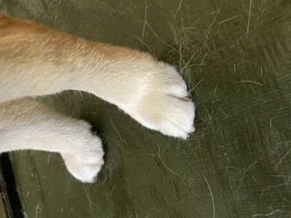 ペットのお手手があつまるトピ
