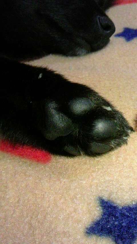 ペットのお手手があつまるトピ