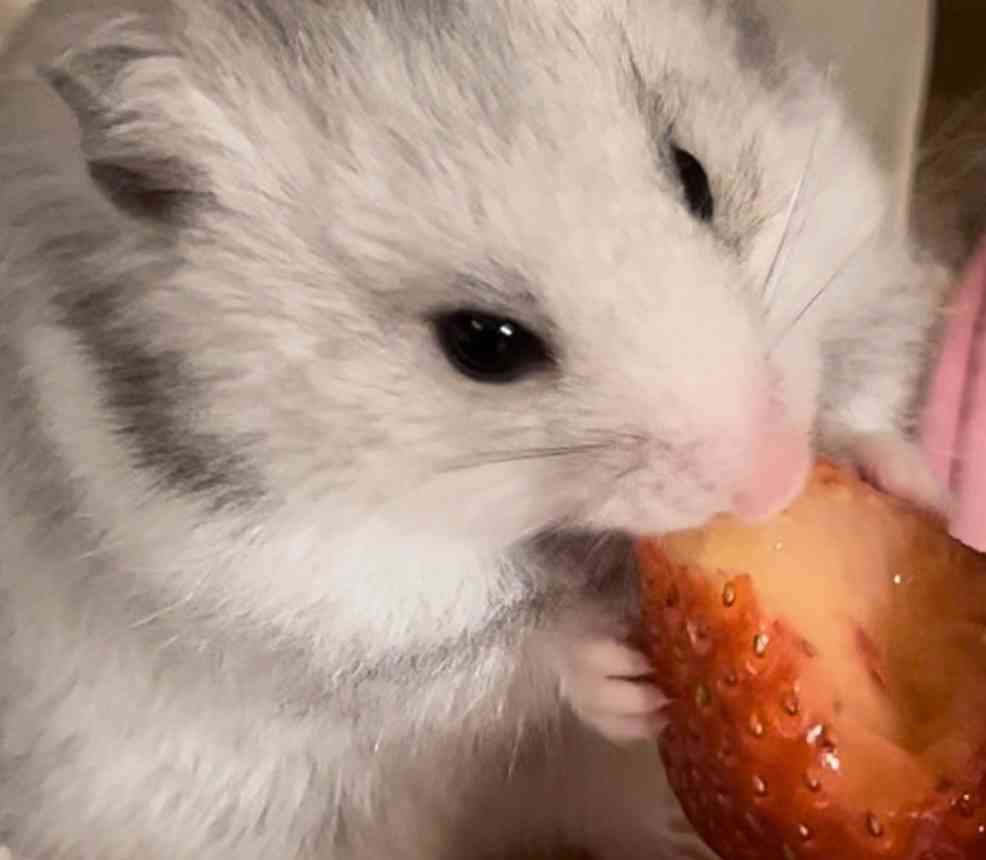 ペットのお手手があつまるトピ