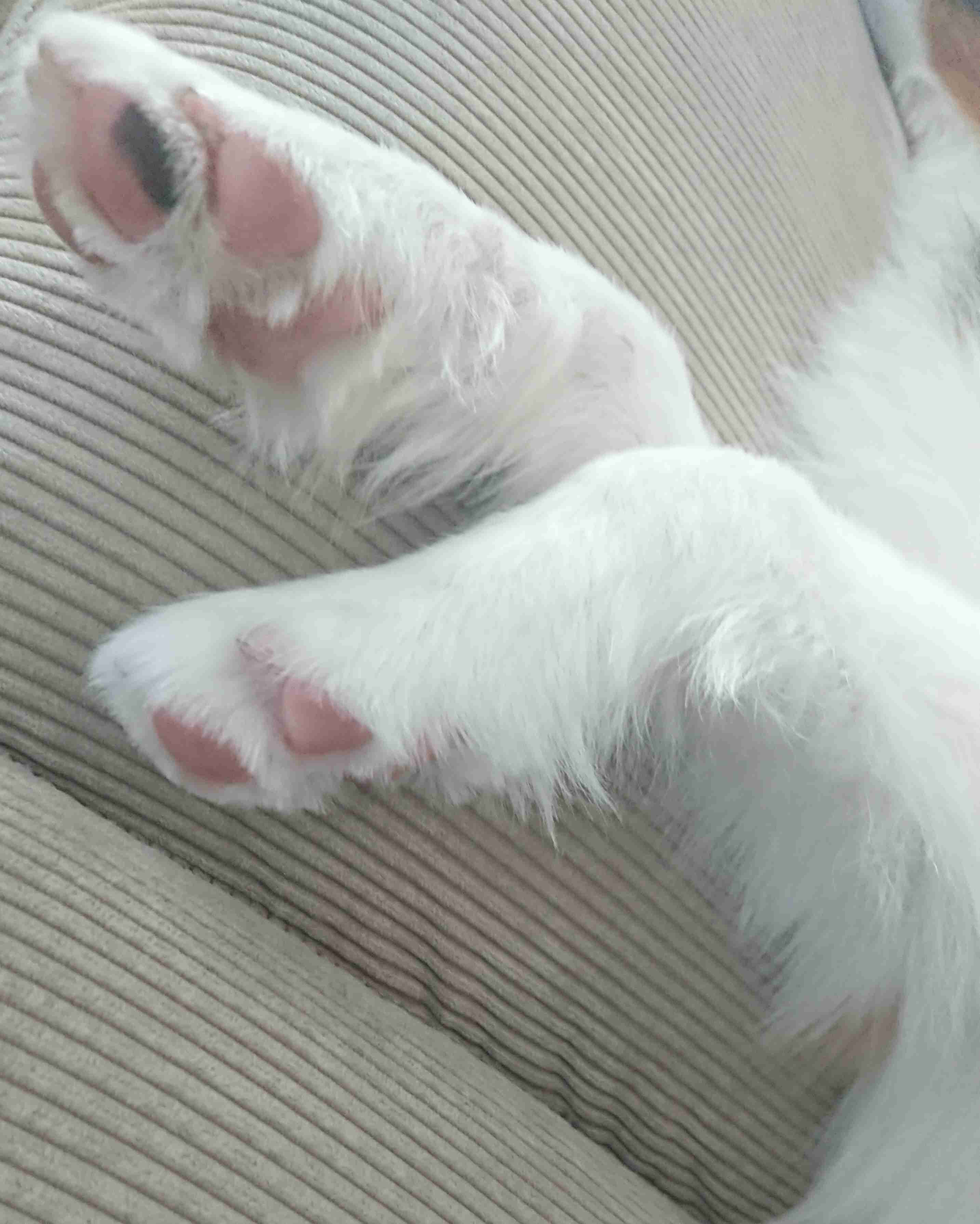 ペットのお手手があつまるトピ