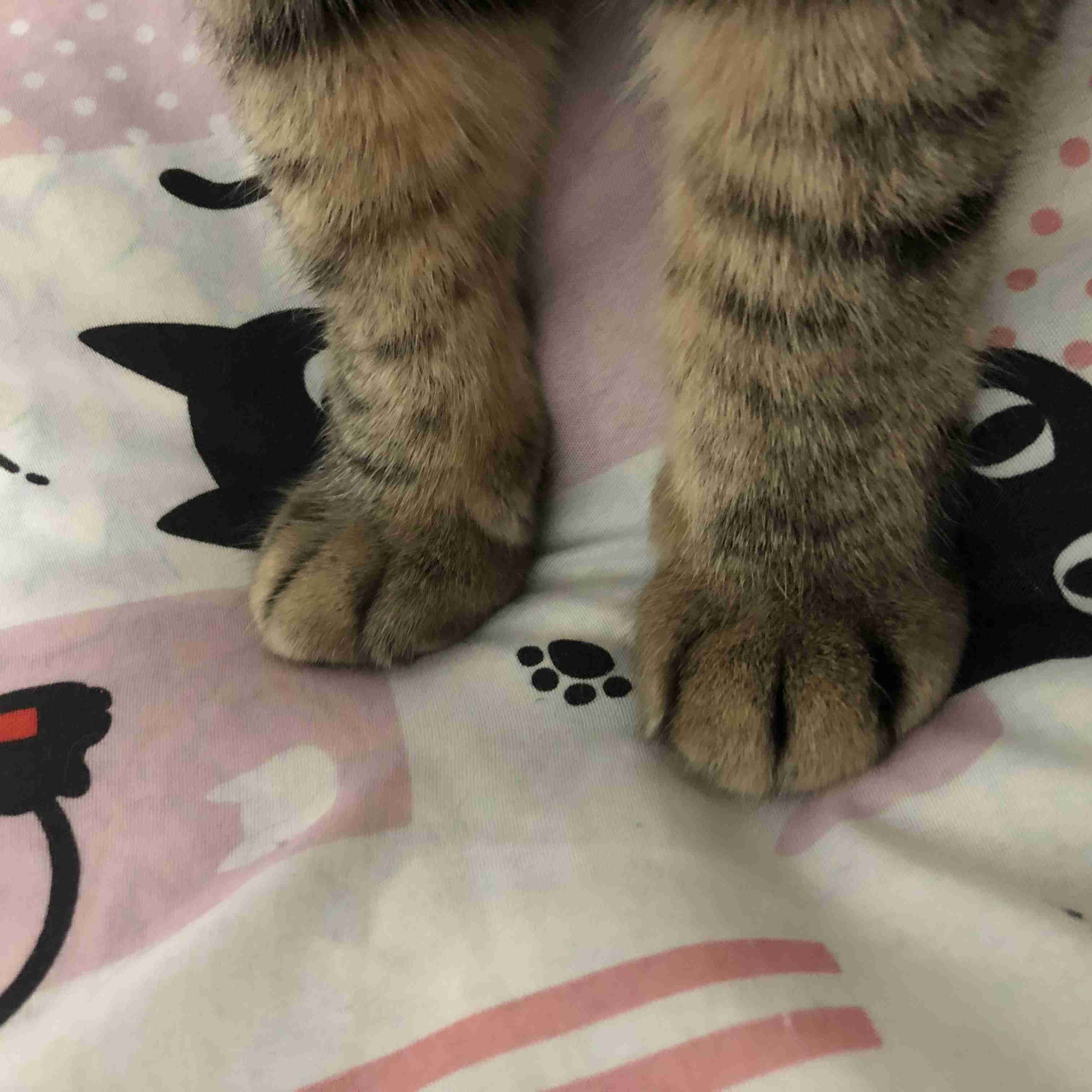ペットのお手手があつまるトピ