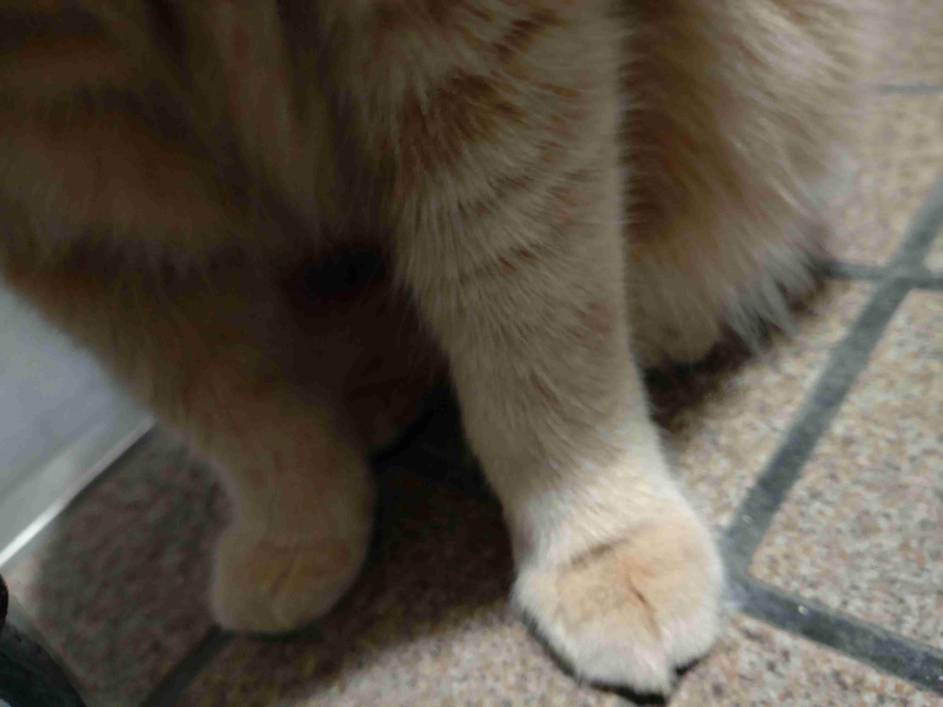 ペットのお手手があつまるトピ