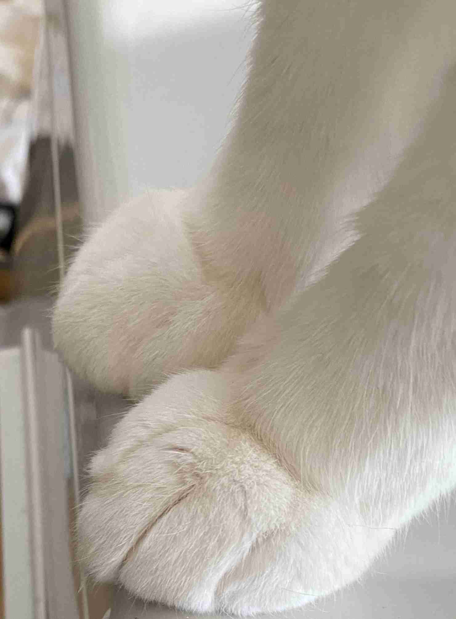 ペットのお手手があつまるトピ