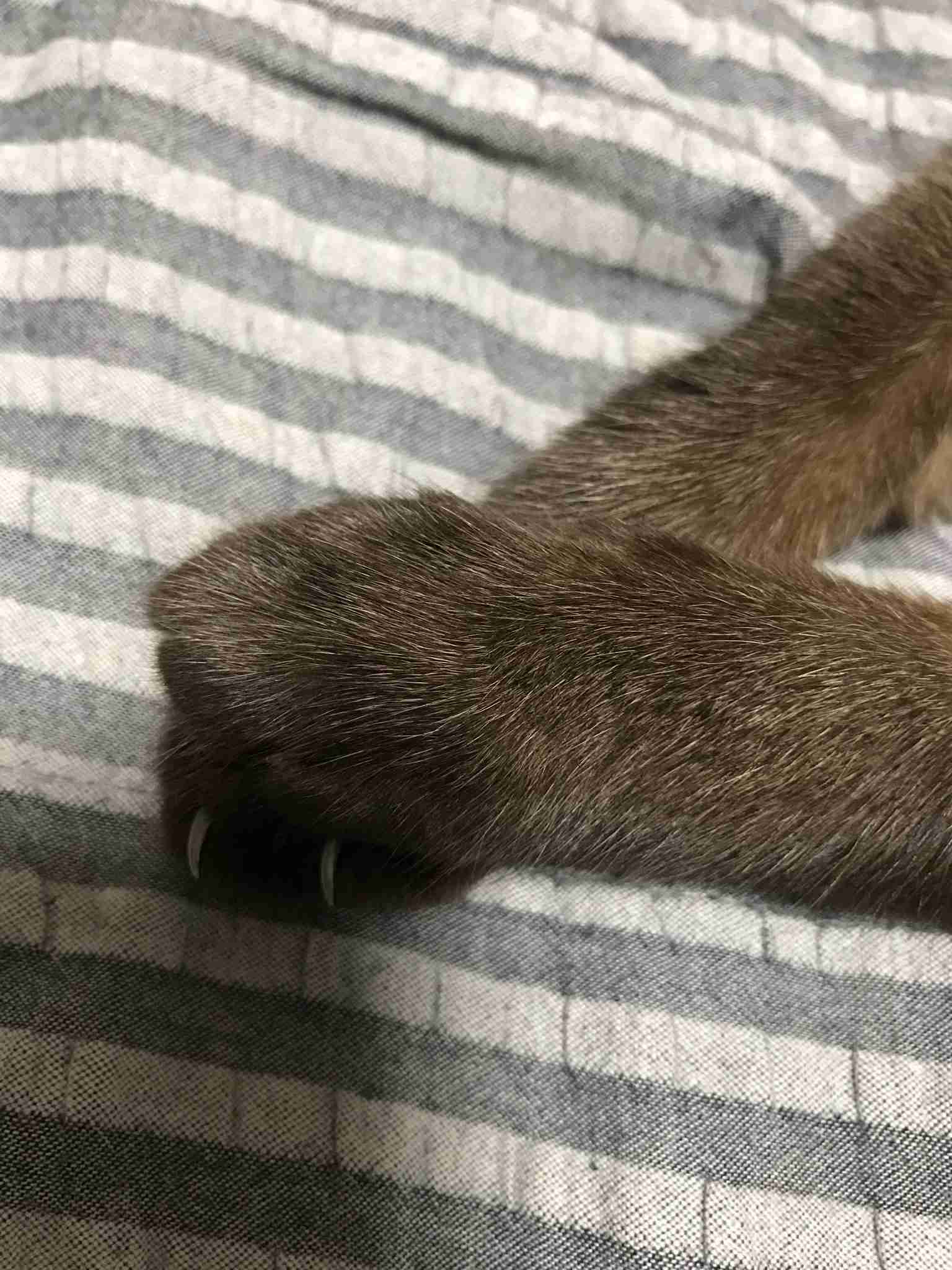 ペットのお手手があつまるトピ
