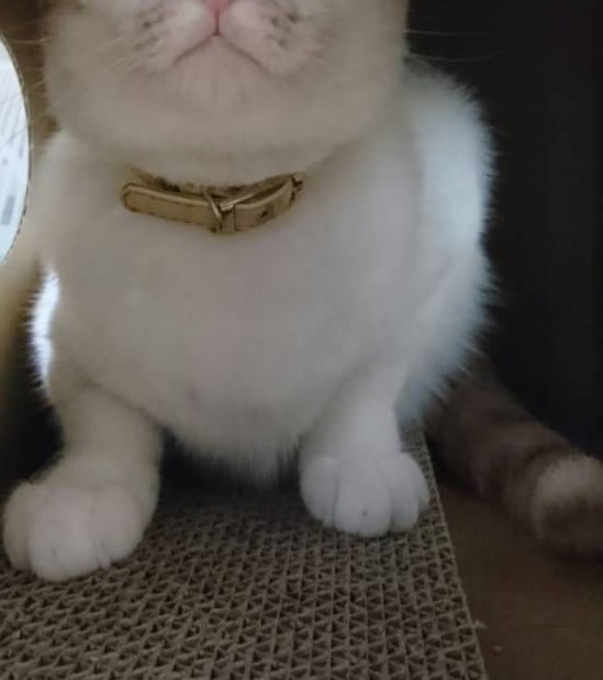 ペットのお手手があつまるトピ