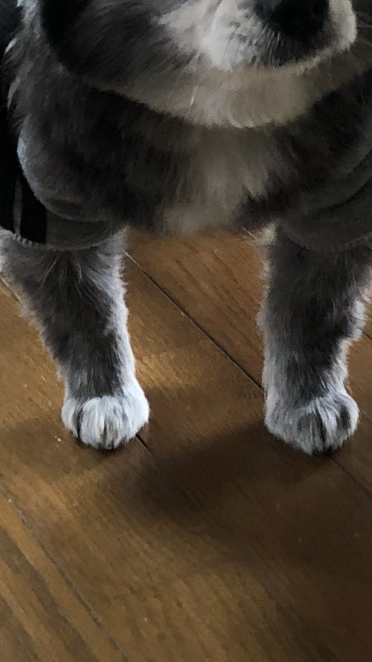 ペットのお手手があつまるトピ