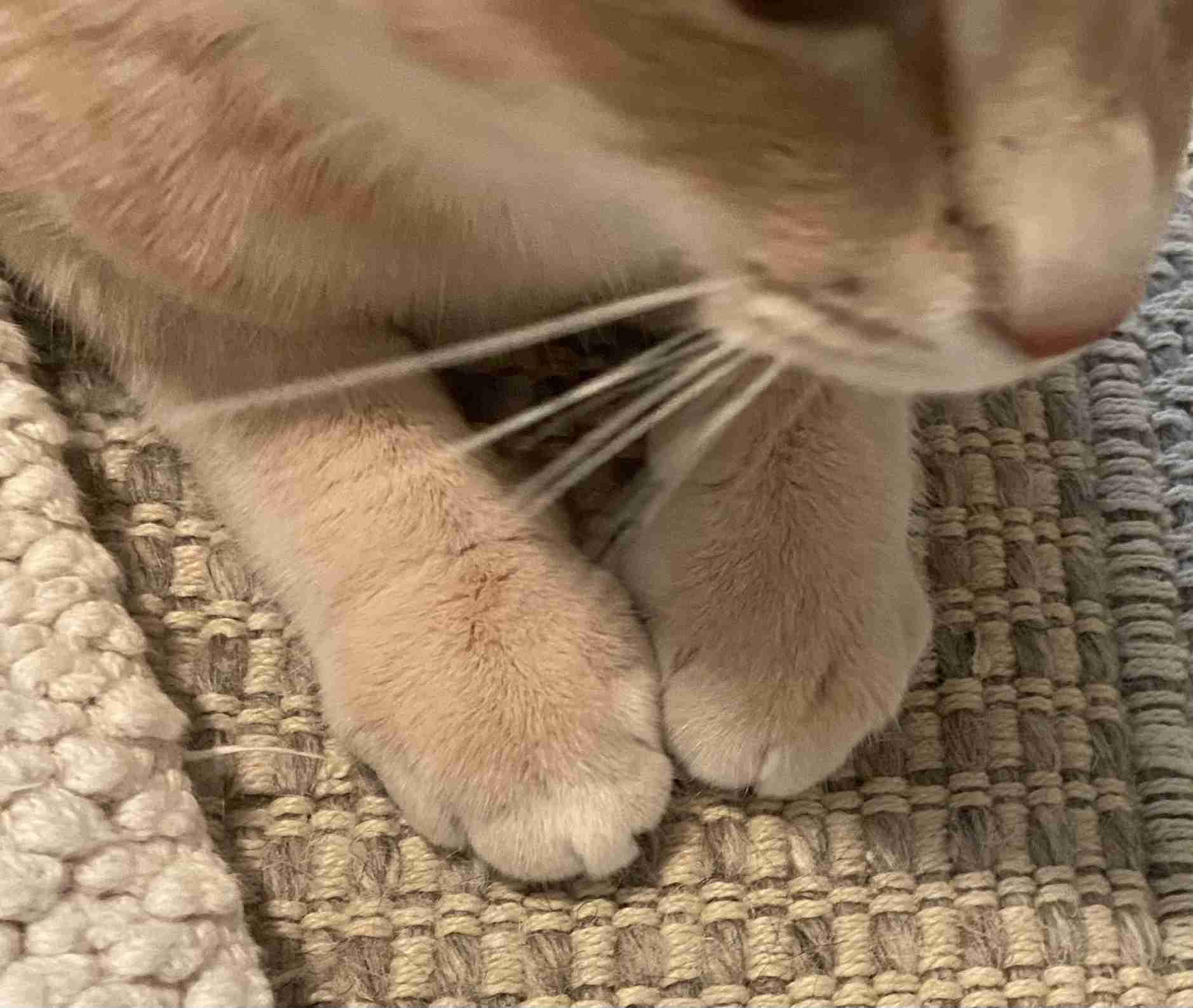 ペットのお手手があつまるトピ