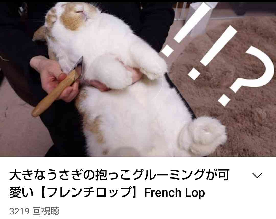 ペットのお手手があつまるトピ