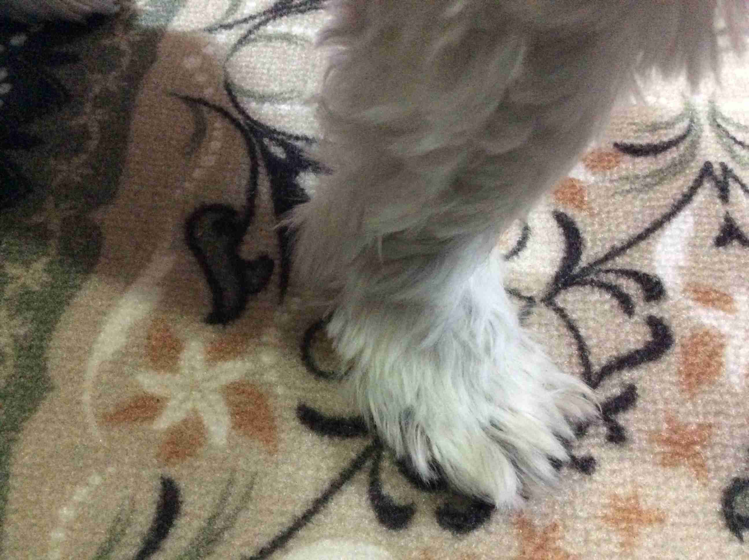 ペットのお手手があつまるトピ