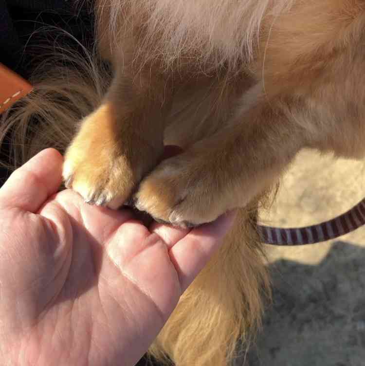 ペットのお手手があつまるトピ