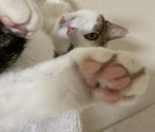 ペットのお手手があつまるトピ