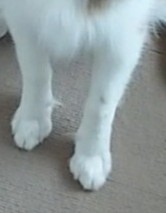 ペットのお手手があつまるトピ