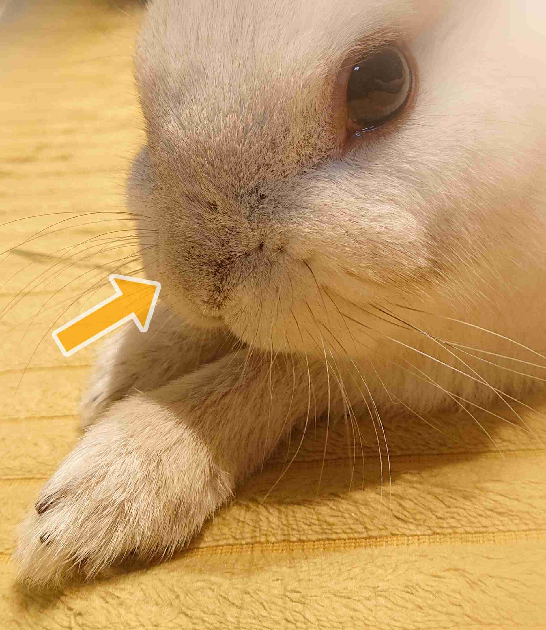 ペットのお手手があつまるトピ