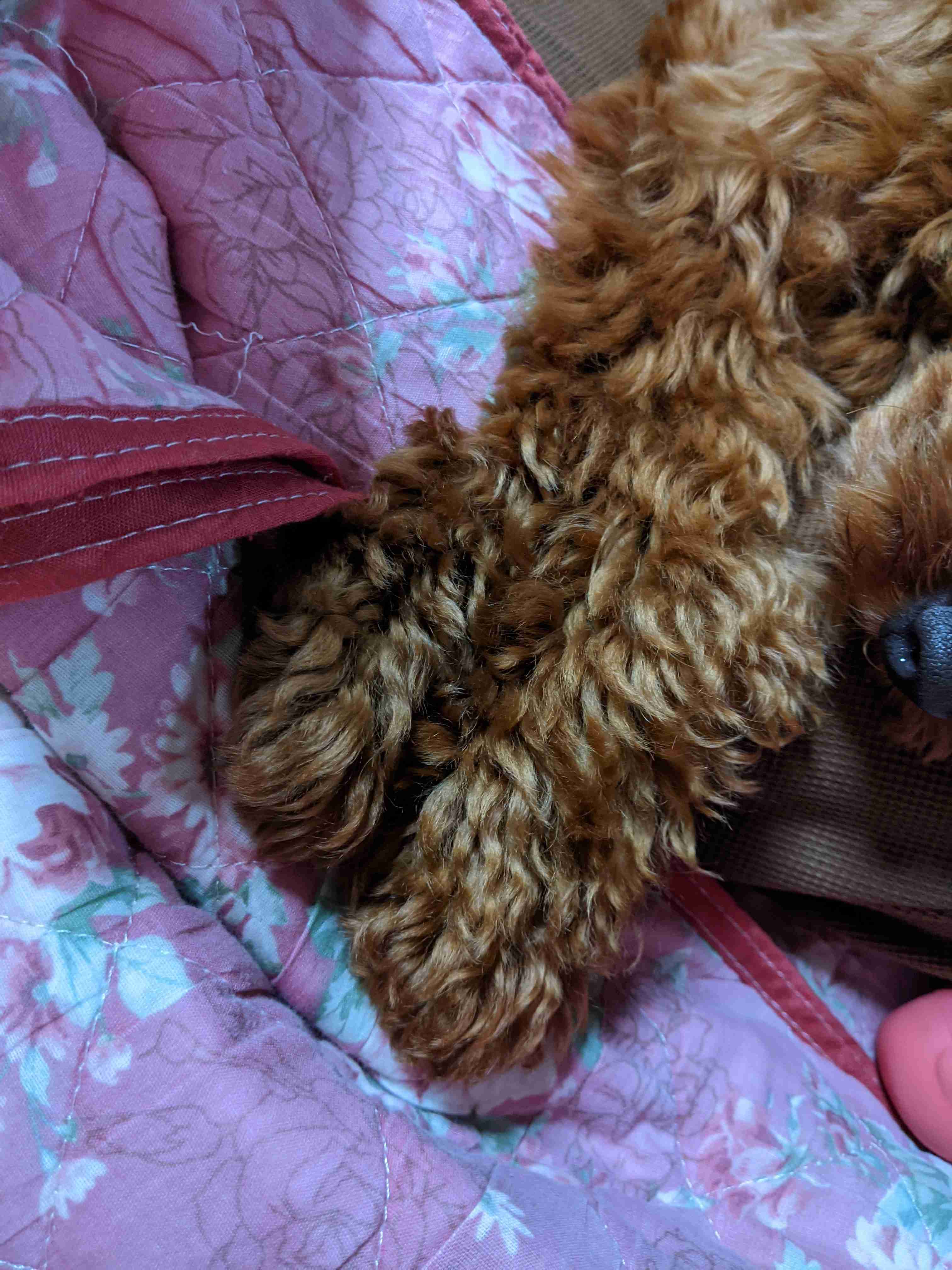 ペットのお手手があつまるトピ