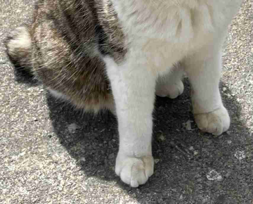 ペットのお手手があつまるトピ