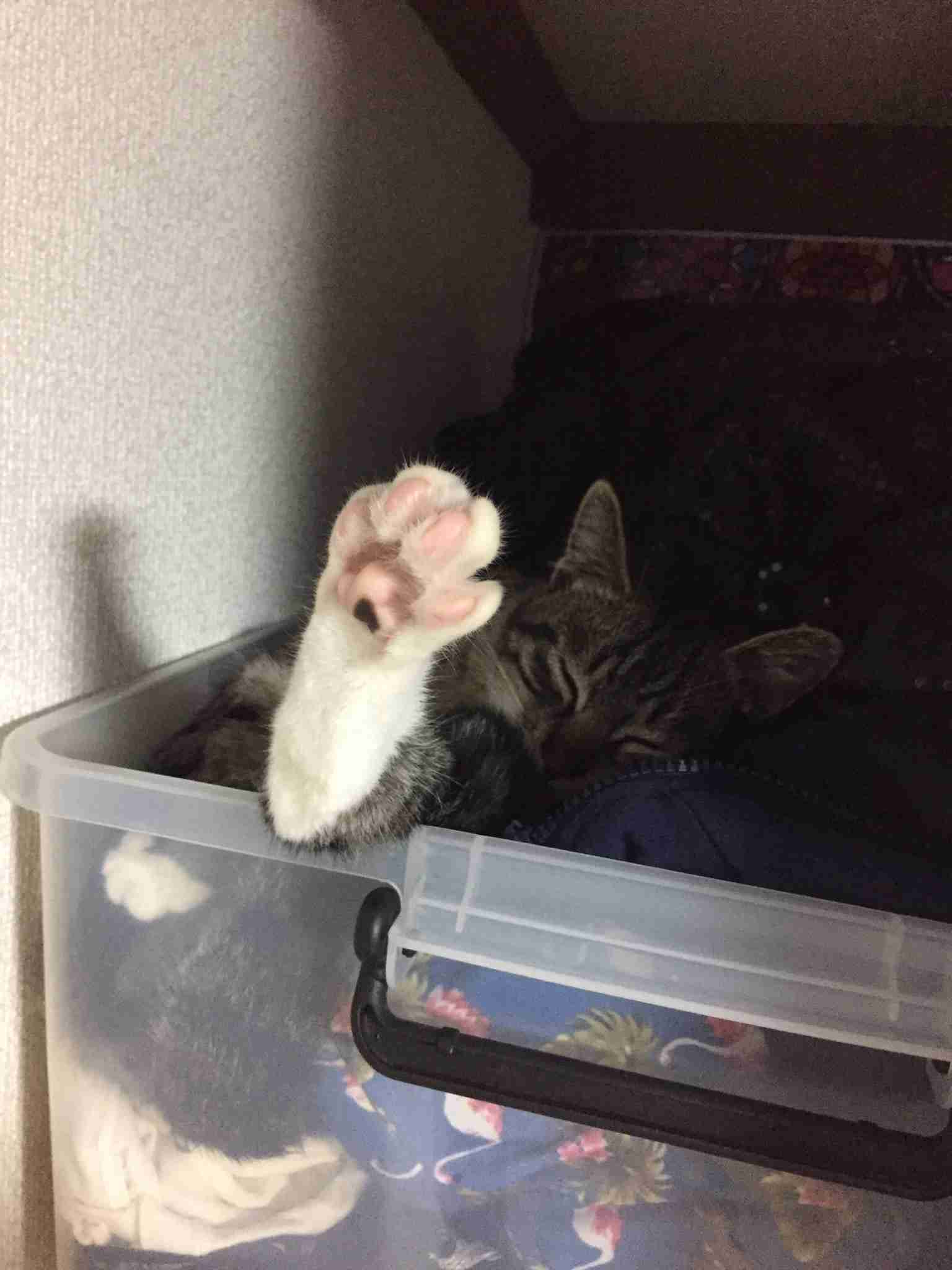 ペットのお手手があつまるトピ