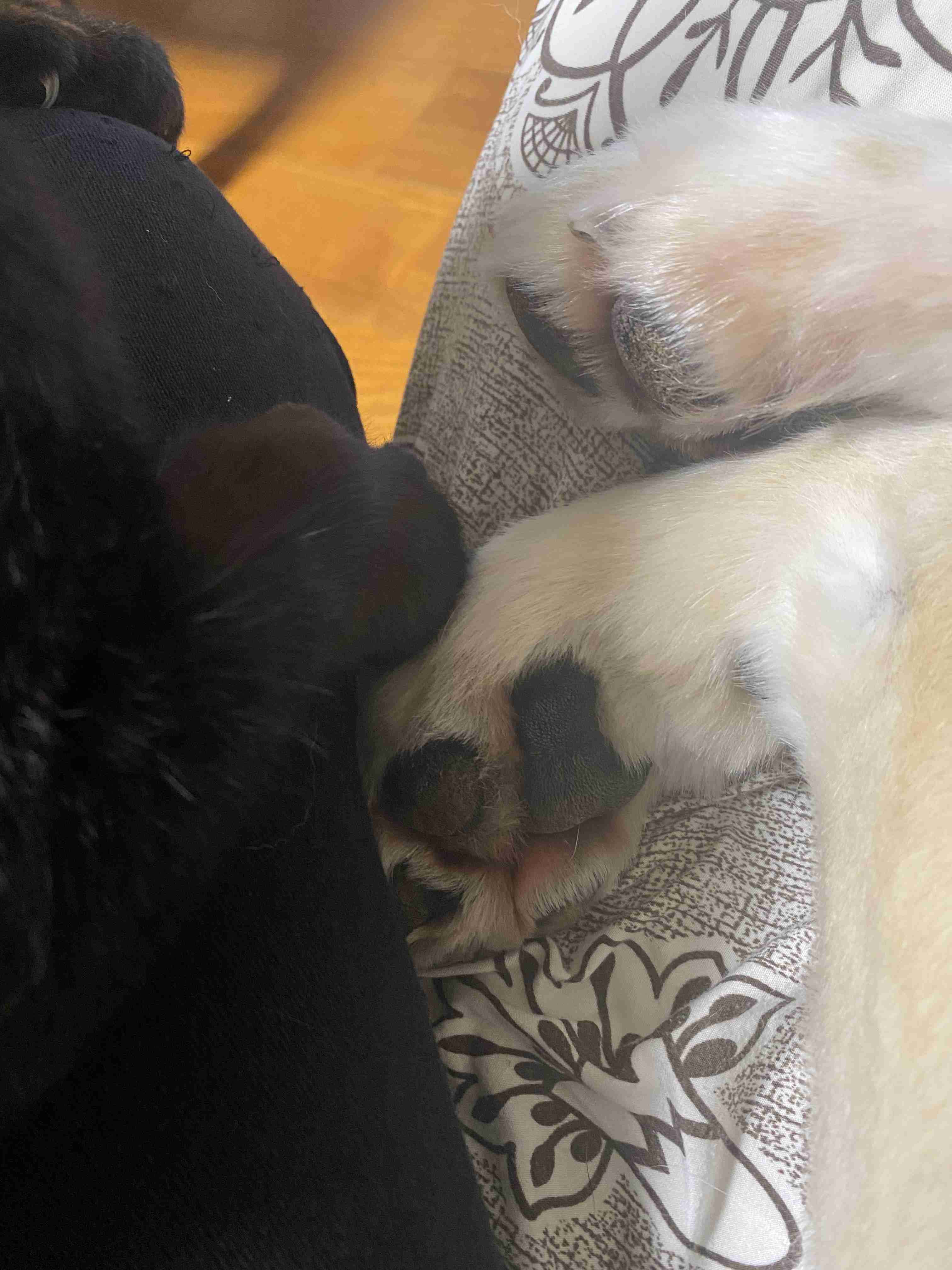 ペットのお手手があつまるトピ