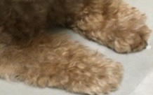 ペットのお手手があつまるトピ