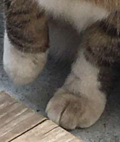 ペットのお手手があつまるトピ