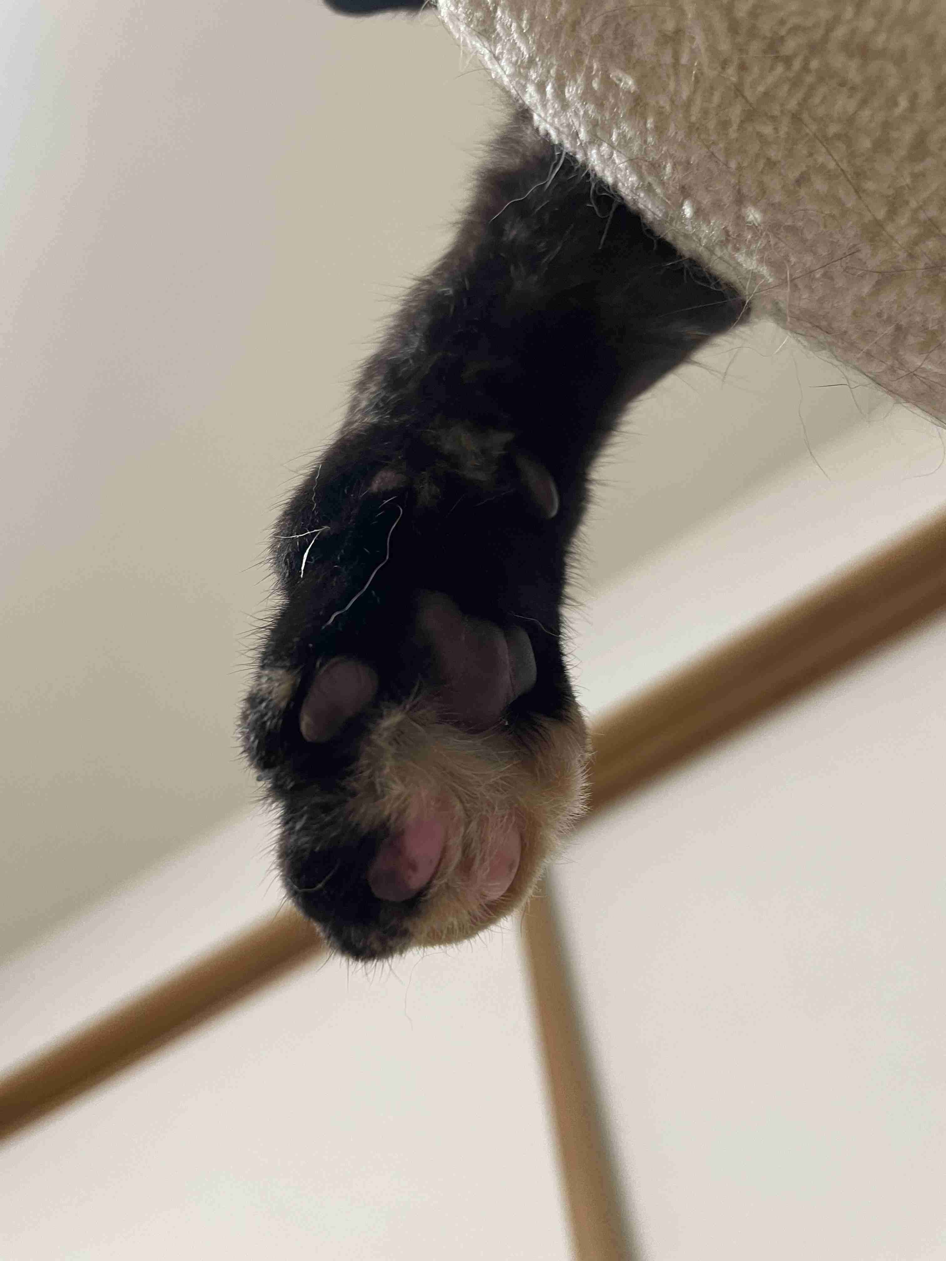 ペットのお手手があつまるトピ