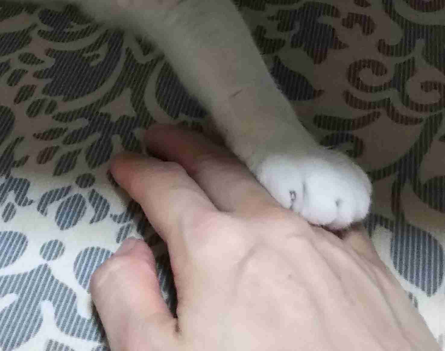 ペットのお手手があつまるトピ