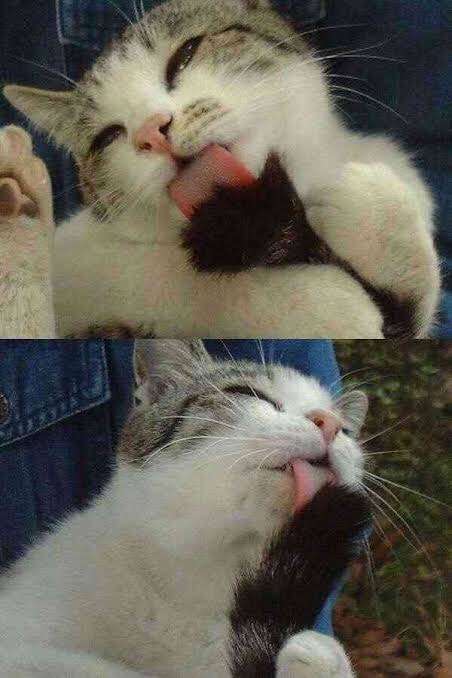 純粋な人には“何でもない普通の画像”に見えるものを貼っていくトピ