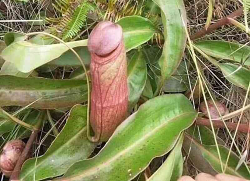 純粋な人には“何でもない普通の画像”に見えるものを貼っていくトピ